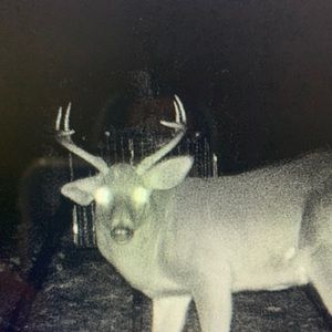 Meet your Posher, Chase